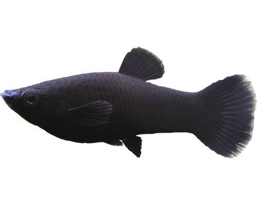 Fisch Black Molly- Poecilia sphenops