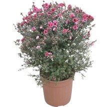 Manuka Strauch mit roten Blüten in einem Topf