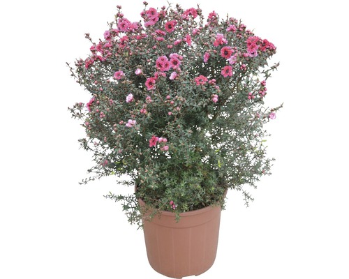 Manuka Strauch mit roten Blüten in einem Topf