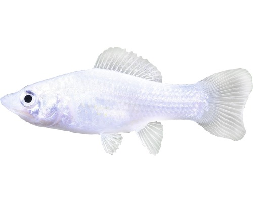 Fisch Silber Molly - Poecilia latipinna