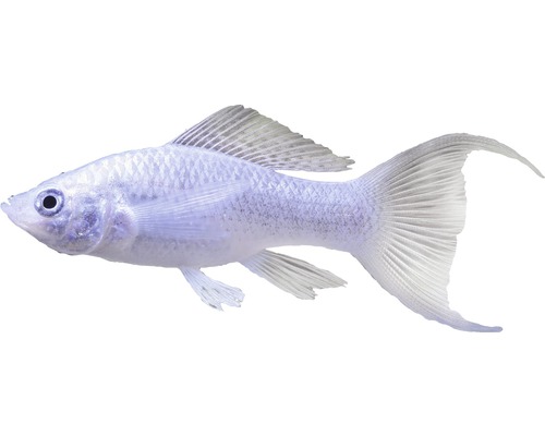 Fisch Silber Molly Lyratail - Poecilia latipinna