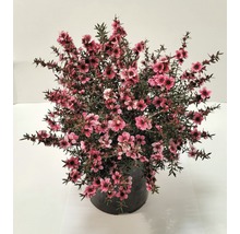 Manuka-Strauch mit rosa Blüten in einem Topf