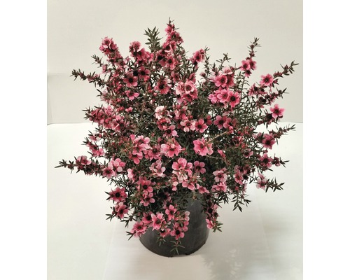 Manuka-Strauch mit rosa Blüten in einem Topf