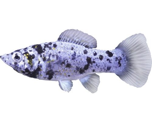 Fisch Silbermarmor Molly - Poecilia latipinna