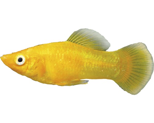 Fisch Goldpuder Molly - Poecilia latipinna