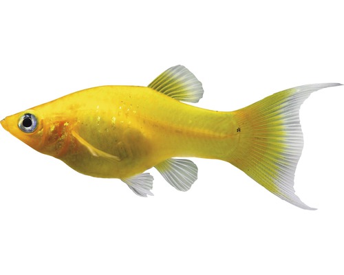 Fisch Goldpuder Molly Gabel - Poecilia latipinna