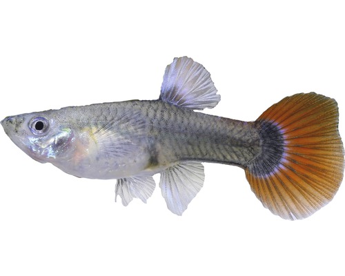 Fisch Guppy Weibchen bunt - Poecilia reticulata W