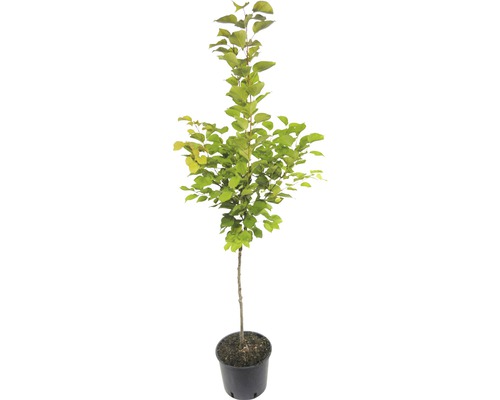 Apfelbaum im Topf mit Blättern