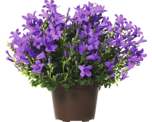 Dalmatiner Glockenblume FloraSelf Campanula portenschlagiana 'Get Mee' H 20-30 cm Ø 10,5 cm Topf