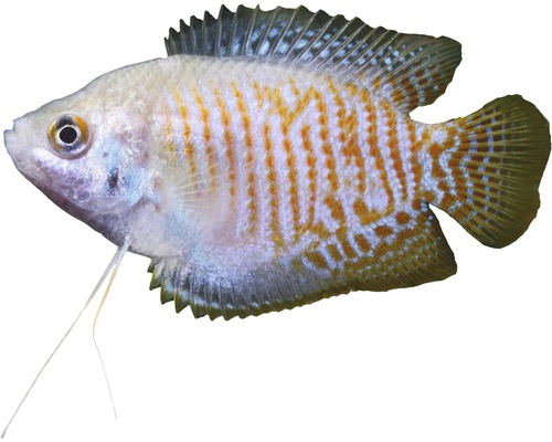 Fisch Zwergfadenfisch - Colisa lalia