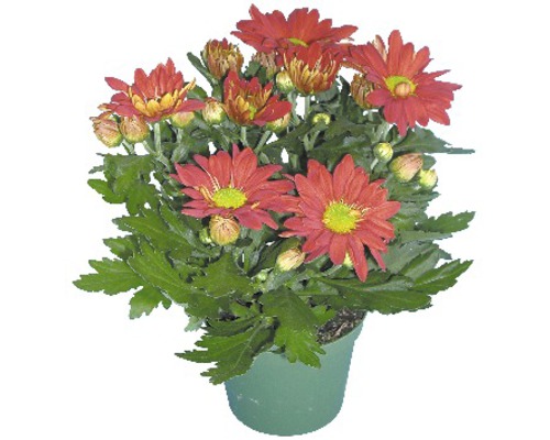 Chrysantheme Mix FloraSelf Chrysanthemum indicum Mix Ø 12 cm Topf