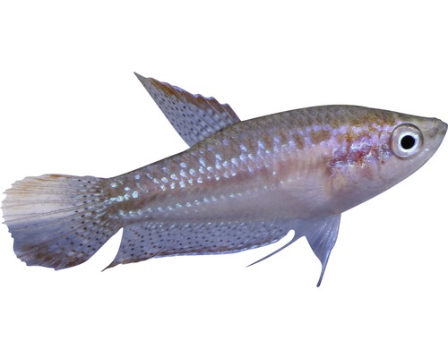 Zierfisch