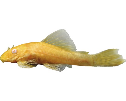 Fisch Goldantennenwels - Ancistrus dolichopterus