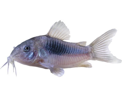 Panzerwels im Detail