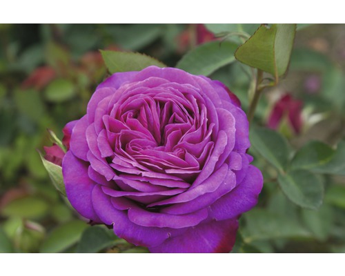 Nahaufnahme einer lilafarbenen Edelrose im Garten