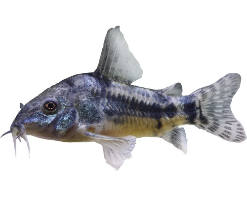 Fisch Punktierter Panzerwels - Corydoras paleatus