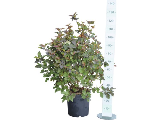 Physocarpus opulifolius in einem Topf mit einer Messlatte