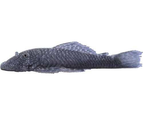 Fisch Kolumbianischer Gebirgswels - Chaetostomus sovichthys
