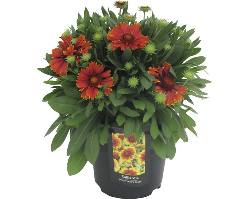 Kokardenblumen Gaillardia H 25-40 cm Co 3 L