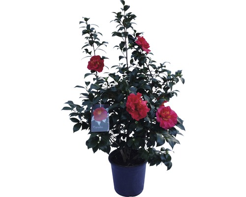 Japanische Kamelie FloraSelf Camelia japonica H 60-70 cm Co 5 L Busch