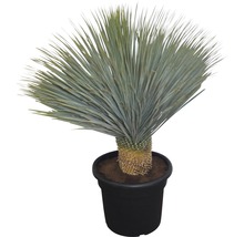 Yucca Zimmerpflanze im Topf