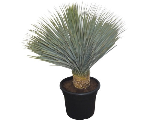 Yucca Zimmerpflanze im Topf