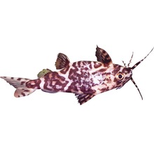 Synodontis Petricola Zierfisch