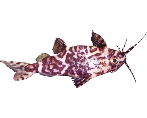 Fisch Rückenschwimmender Kongowels - Synodontis nigriventris