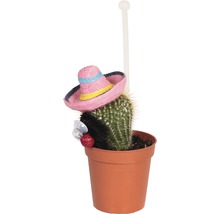 Kakteen Mix Mexicaner FloraSelf Ø 5,5 cm Topf zufällige Sortenauswahl