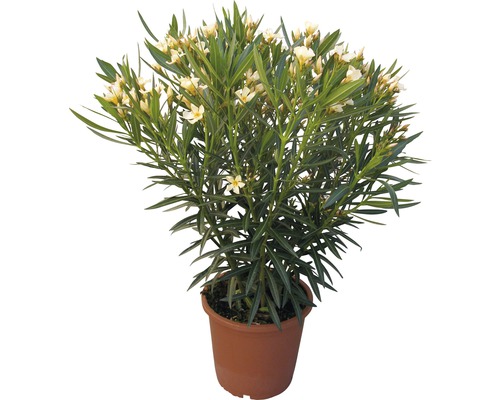 Oleander FloraSelf Nerum oleander H 40-60 cm Ø 20 cm Topf