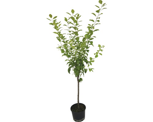 Baum im Topf