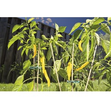 Bambusstab Splittstab FloraSelf H 50 cm Ø 5 mm braun