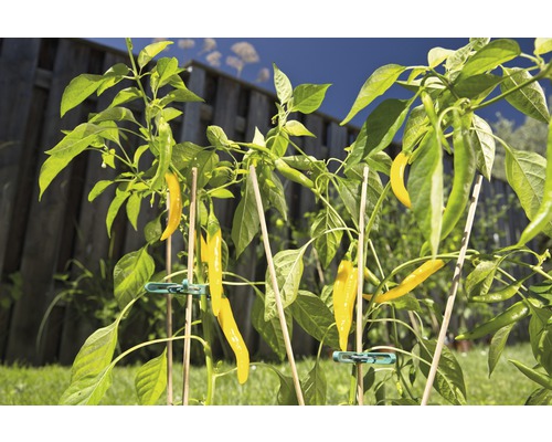Chilipflanze mit gelben Schoten im Garten