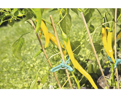 Gelbe Chili wächst an einer Pflanze mit Stützstäben
