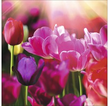 Nahaufnahme von Tulpenblüten in einem Garten.