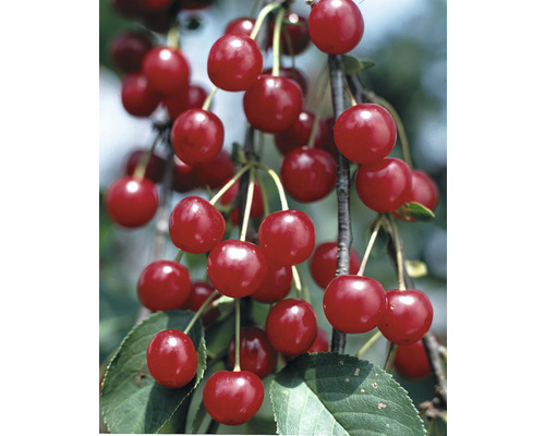 Sauerkirsche 'Schattenmorelle' FloraSelf Prunus cerasus 'Schattenmorelle' H 120-150 cm Co 7,5 L Sauerkirsche 'Schattenmorelle' FloraSelf Prunus cerasus 'Schattenmorelle' H 120-150 cm Co 7,5 L