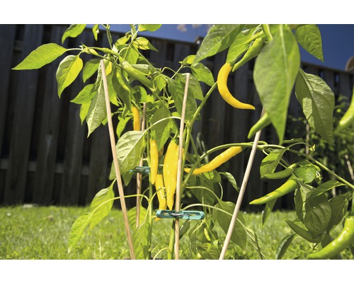 Chilipflanze mit gelben und grünen Schoten, gestützt durch Pflanzenstäbe