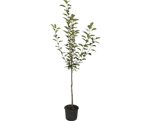 Apfelbaum im Topf mit grünen Blättern