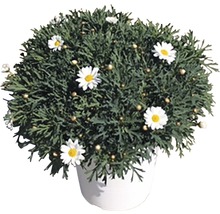 Margeritenbusch in Topf