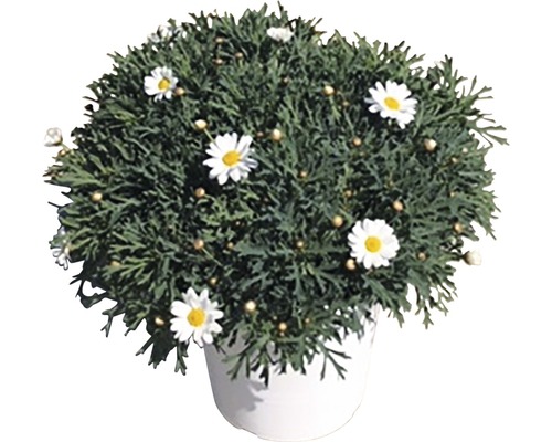 Margeritenbusch in Topf