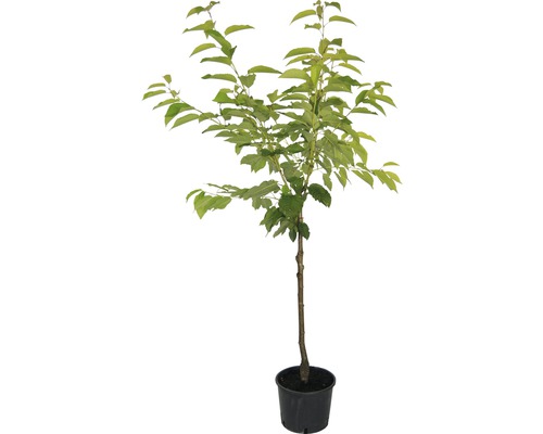 Bio Sauerkirsche 'Morellenfeuer' FloraSelf Bio Prunus cerasus 'Morellenfeuer' Stammhöhe ca. 60 cm Gesamthöhe 130-150 cm Co 7,5 L Busch