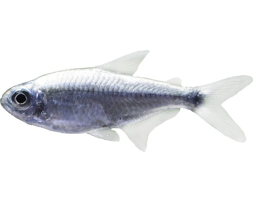 Fisch Goldtetra - Hemigrammus armstrongi