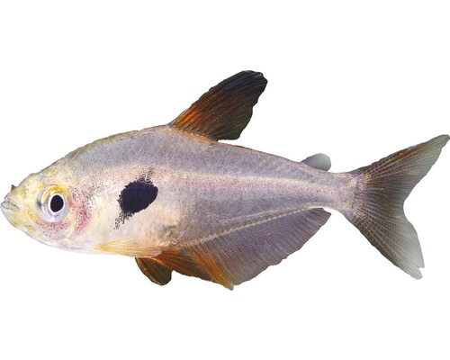 Fisch Roter Phantomsalmler - Megalamophodus sweglesi