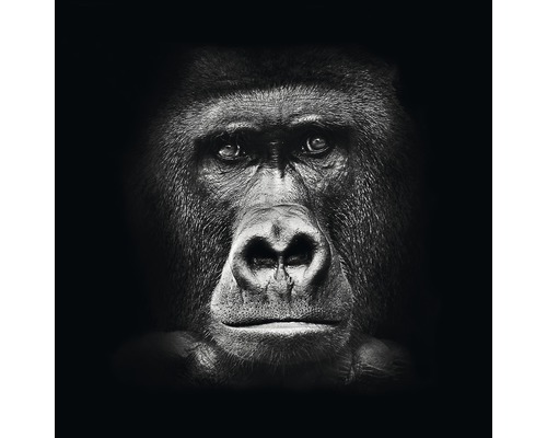 Glasbild Gorilla 80x80 cm GLA1177