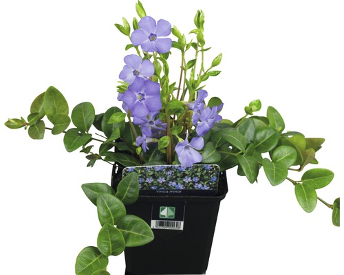 Kleines Immergrün FloraSelf Vinca minor 5/7 Triebe Ø 9 cm Topf