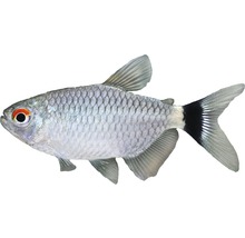 Schwarzer Phantomsalmler Fisch für Aquarien
