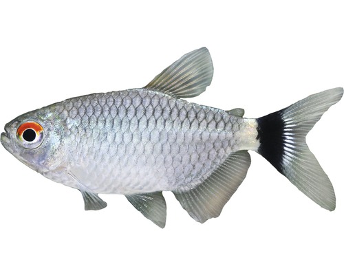 Fisch Rotaugen Moenkhausia - Moenkhausia sanctaefilomenae
