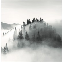Nebelverhangener Wald mit Nadelbäumen