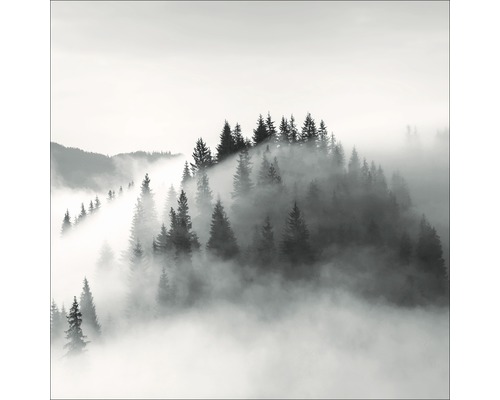 Nebelverhangener Wald mit Nadelbäumen