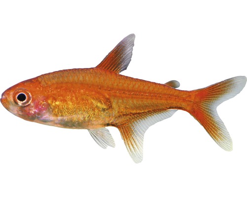 Fisch Feuertetra - Hyphessobrycon amandae